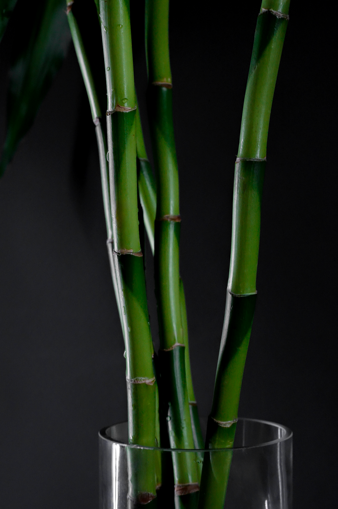 Bamboo Plant