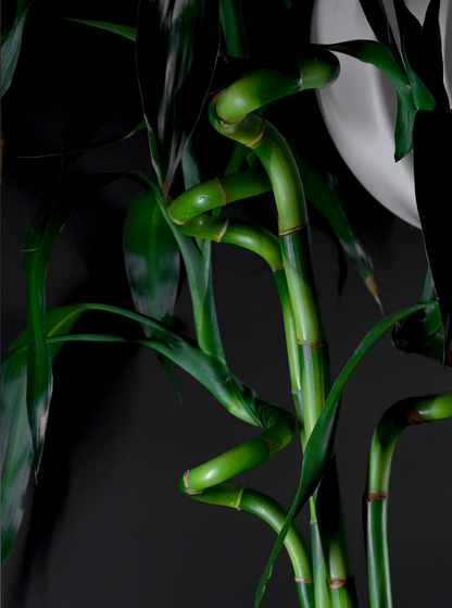 Bamboo Plant